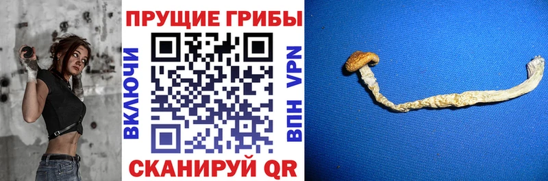 Псилоцибиновые грибы мицелий  Сурск 